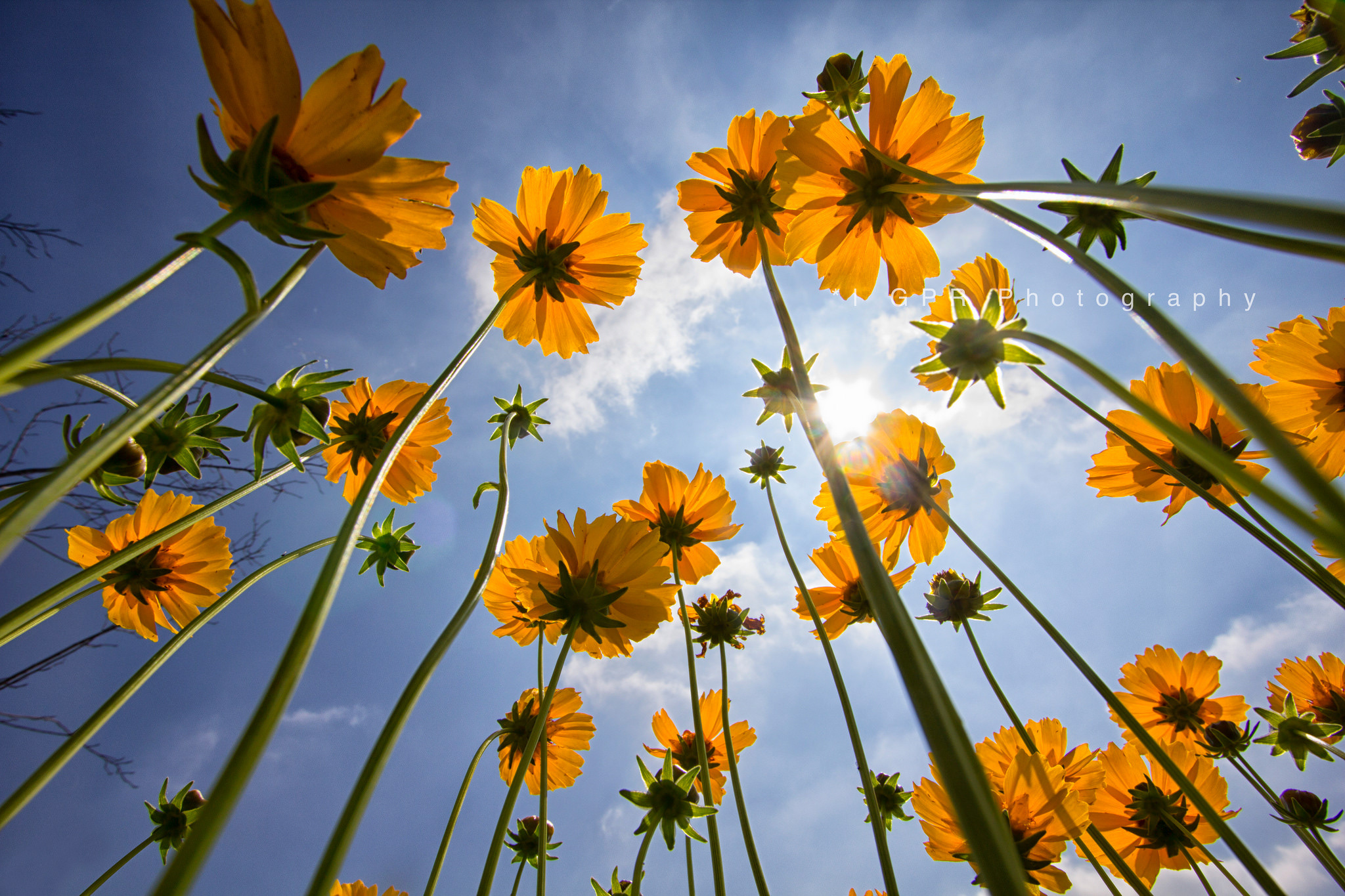 flowers & nature