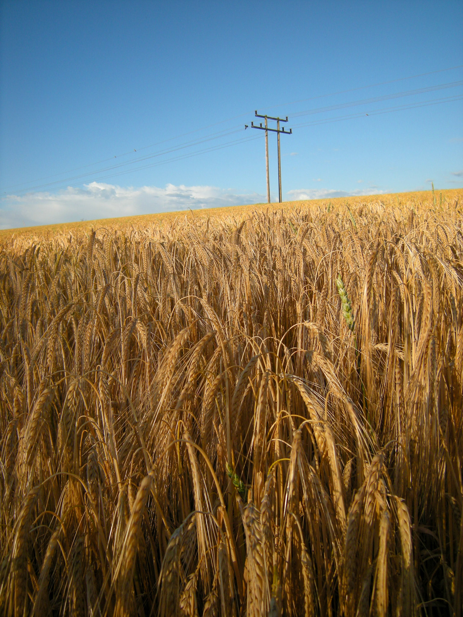 Power lines over wheat, St Albans, 2008