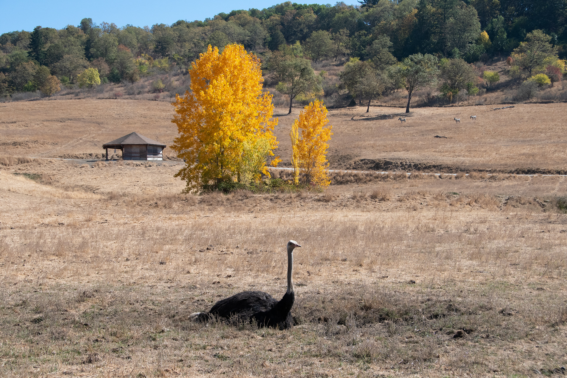 Ostrich