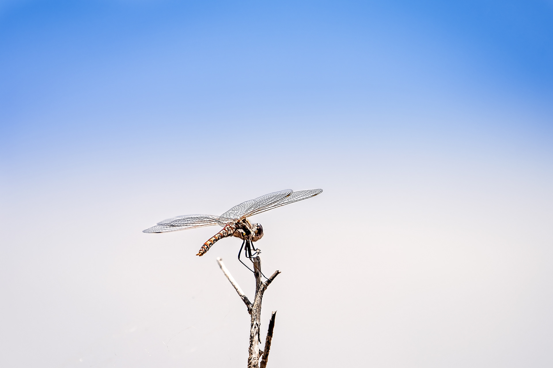 Dragonfly
