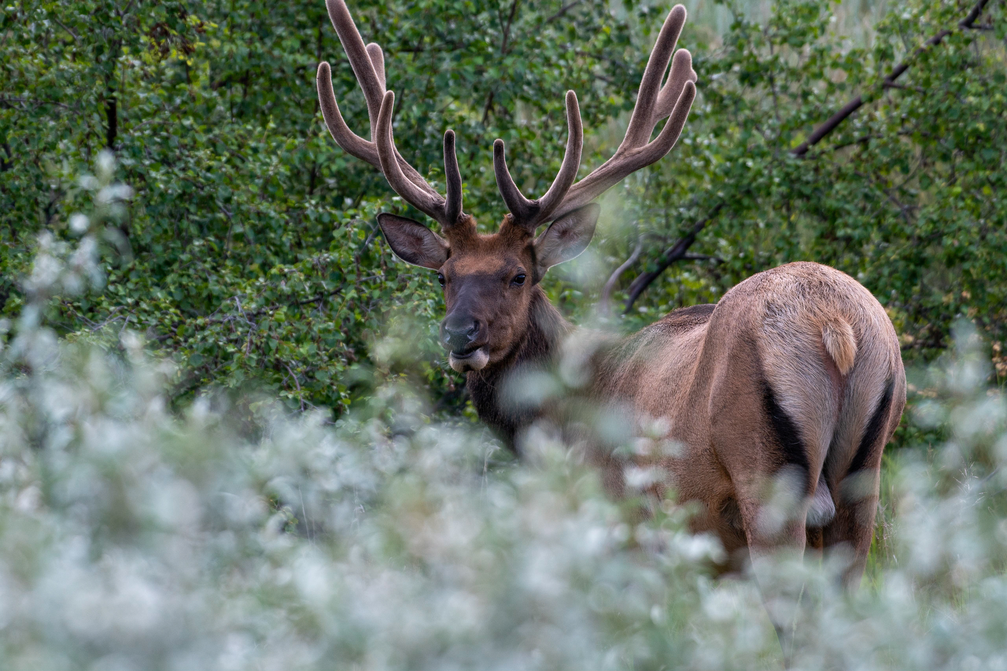 Elk