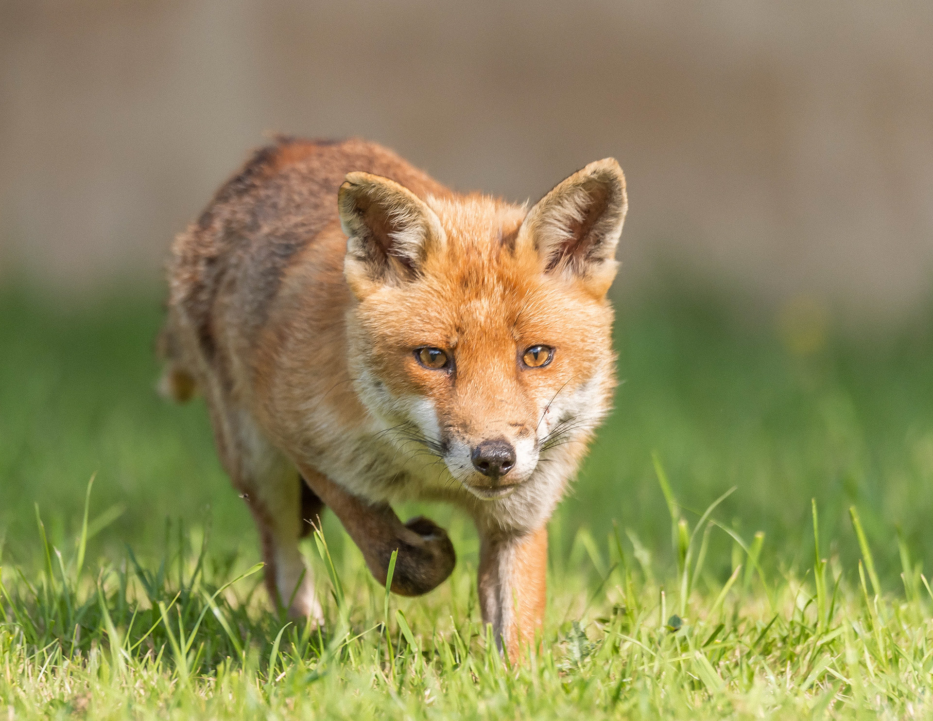 Stephen Harper The Fox Stephen Harper The Fox