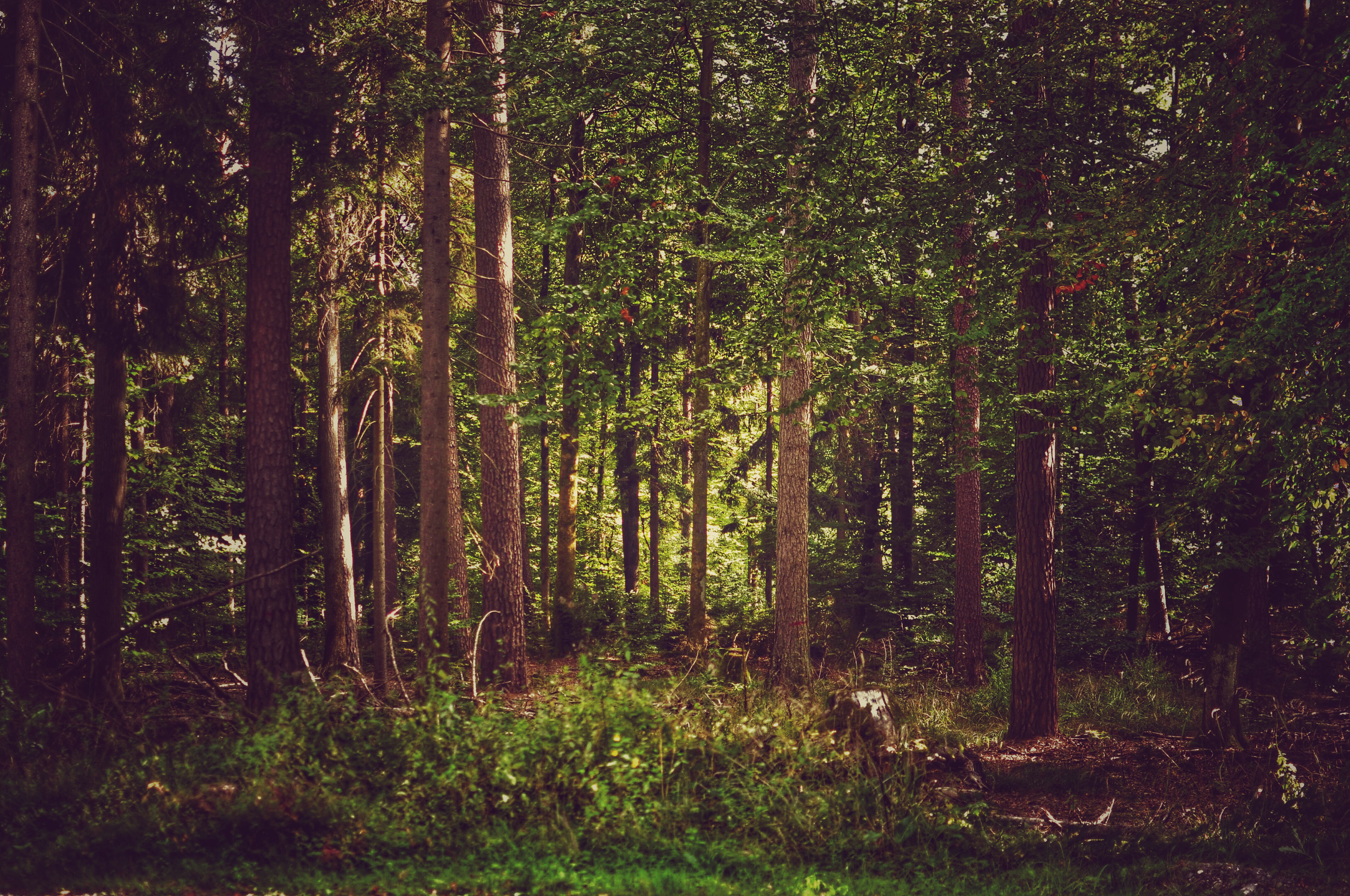 Light and shadow in the forrest