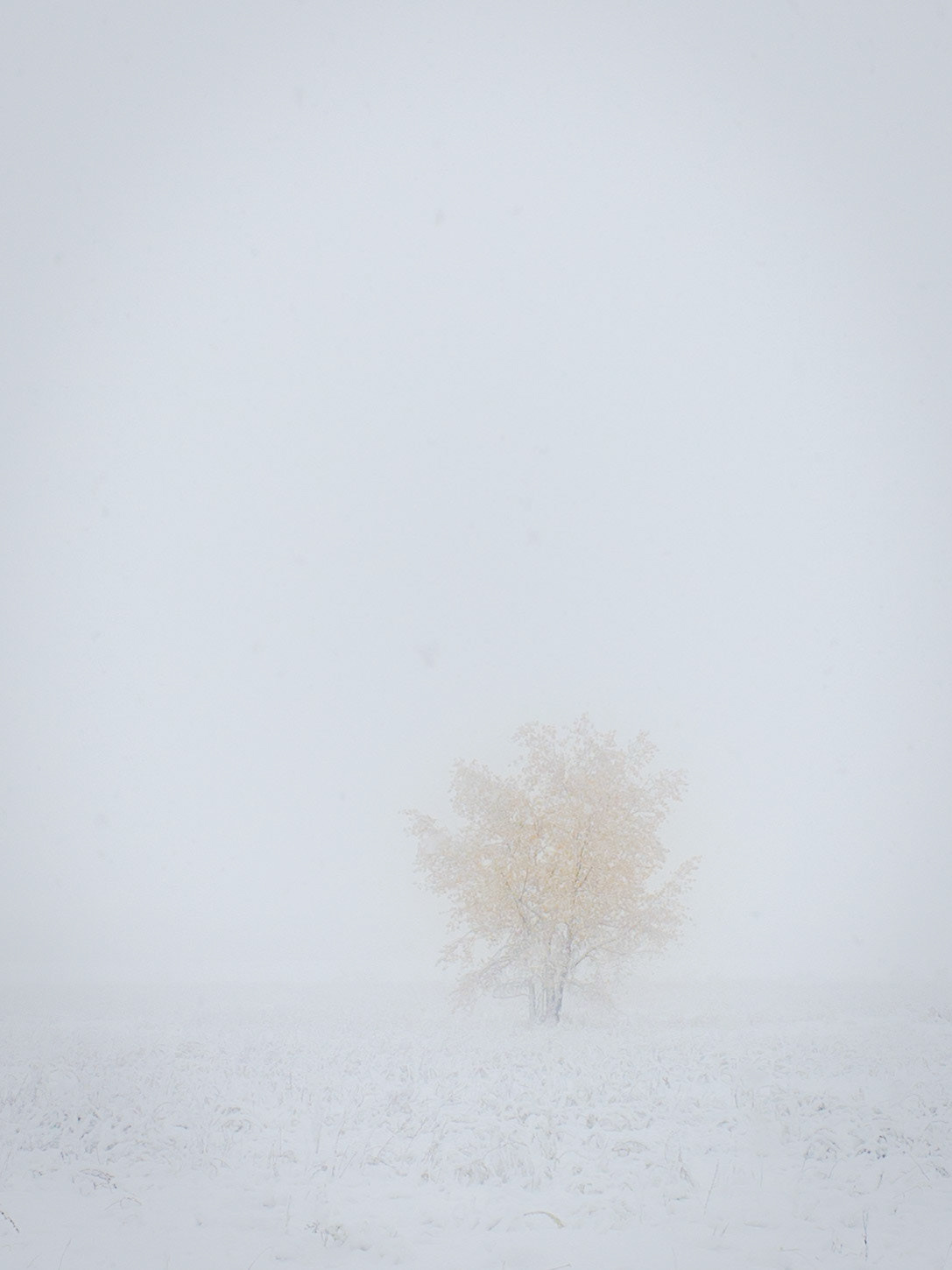 in the quiet