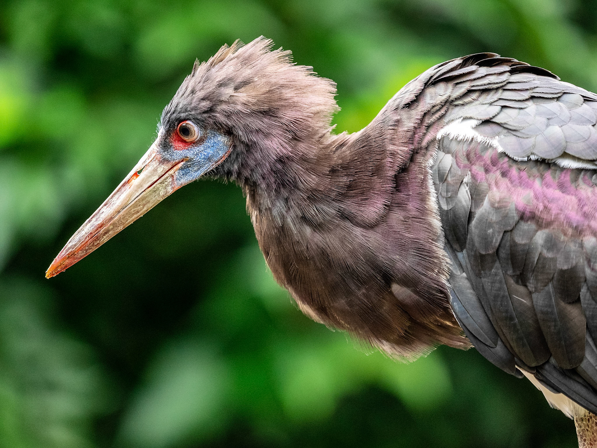 Abdim's stork