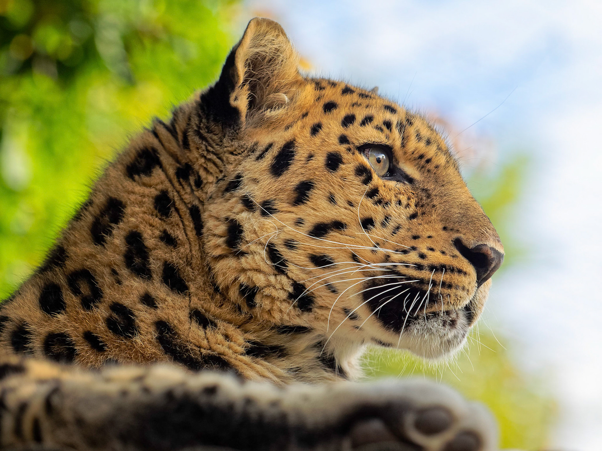 An Amur leopard