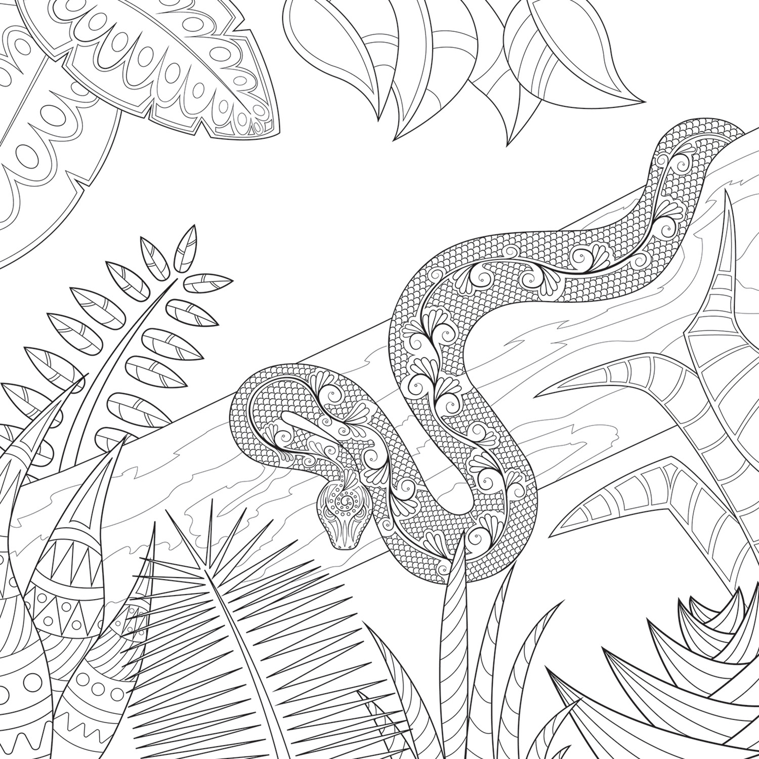 Illustration · Animation · Design - Colouring Pages - Jungle