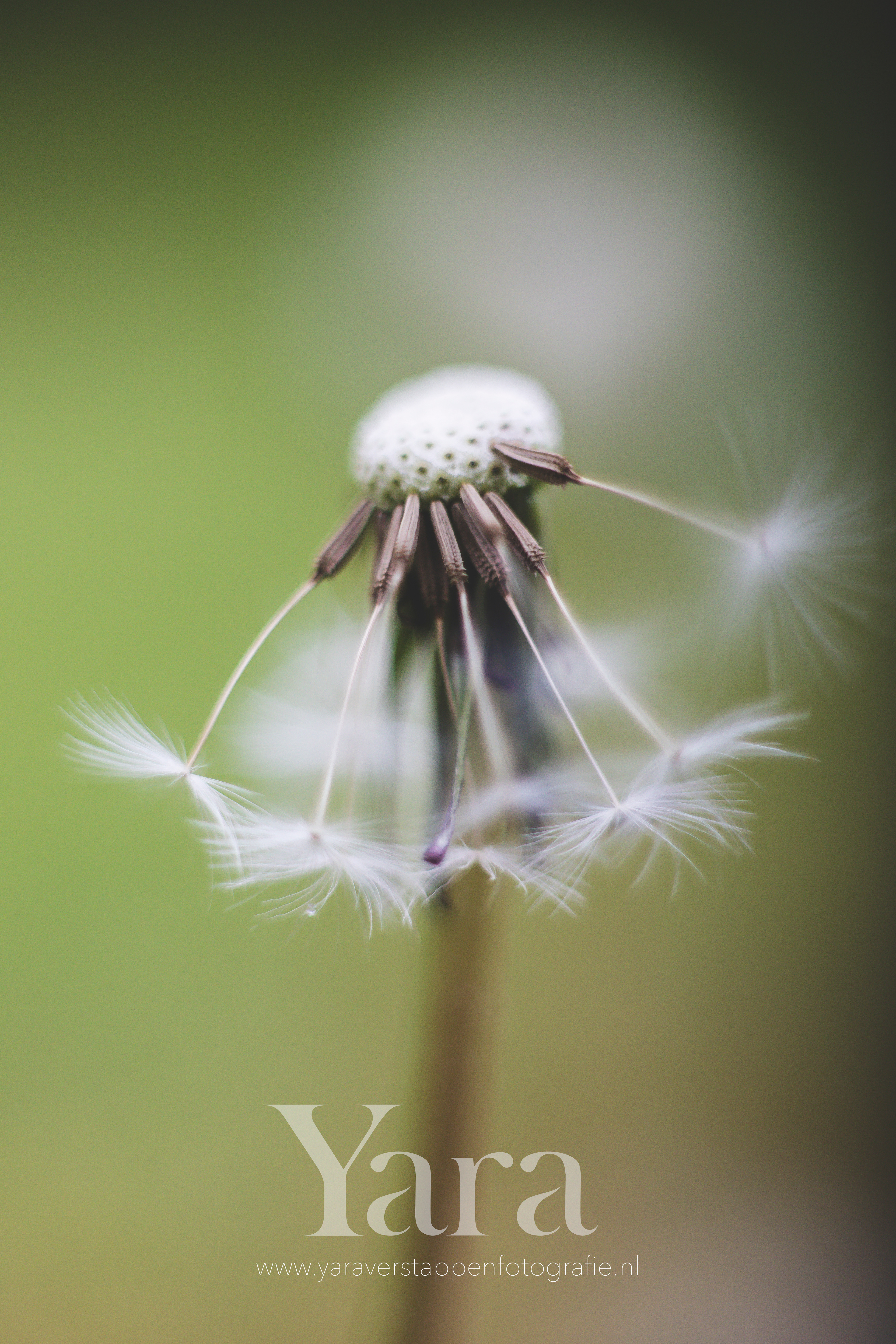 015 - Macro