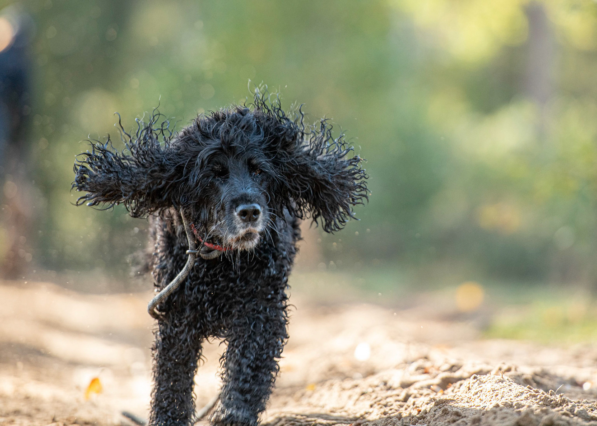 Surrey Dog Photography