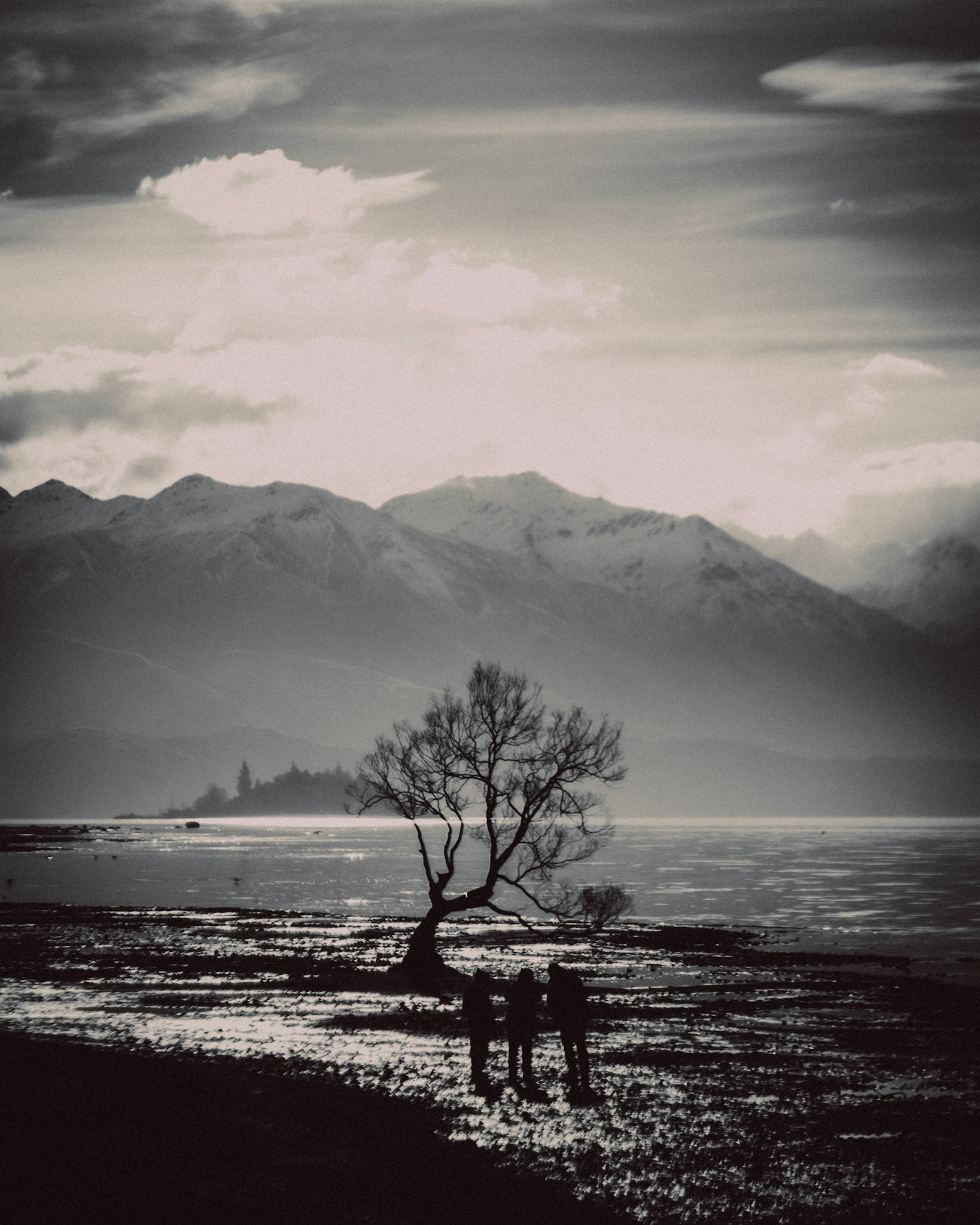 #thatwanakatree, in black and white, New Zealand, June 2017, Huawei P10 Plus.
