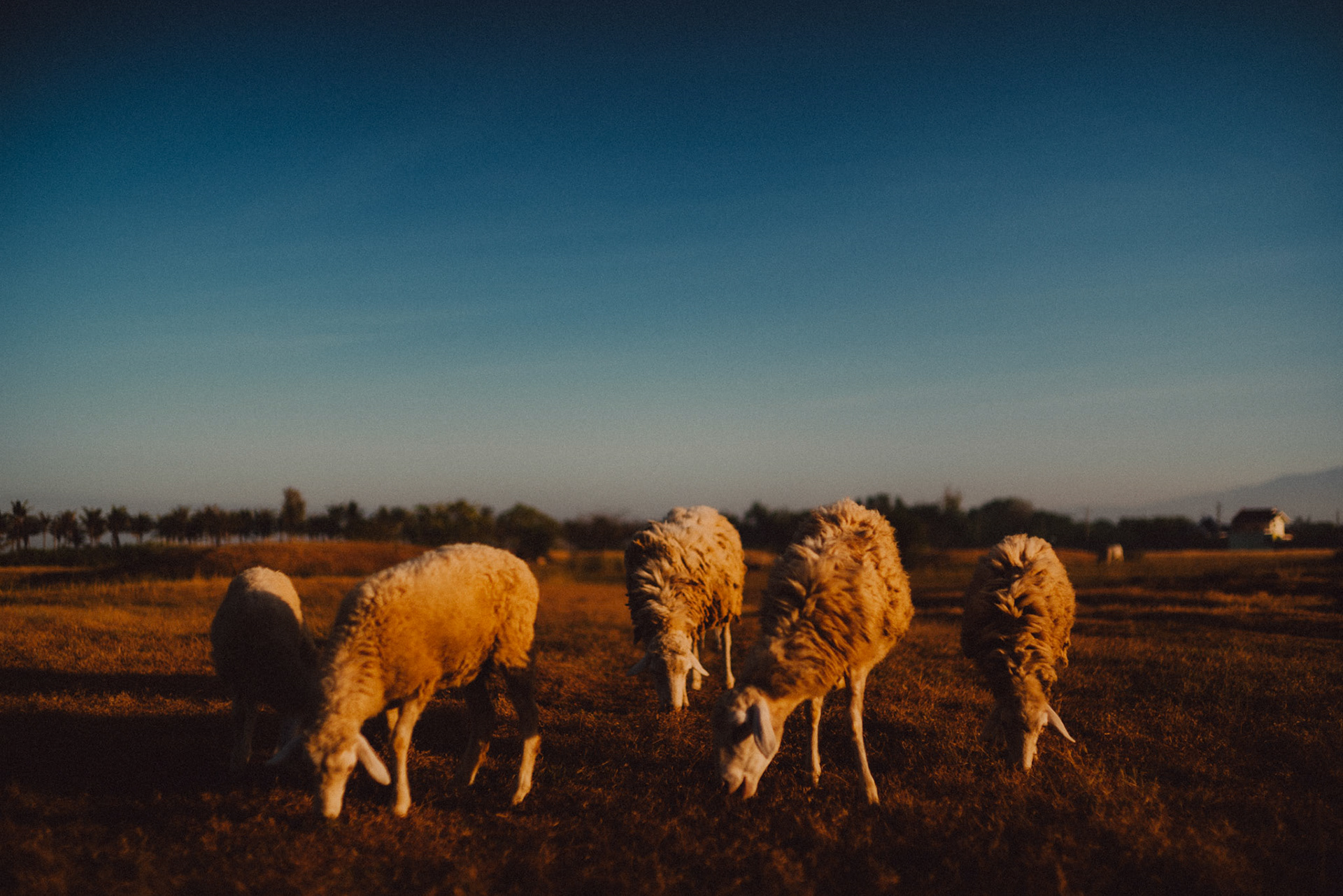 A flock of sheep, Dagupan, Pangasinan, Philippines, Southeast Asia, November 2015, Sony A7S.