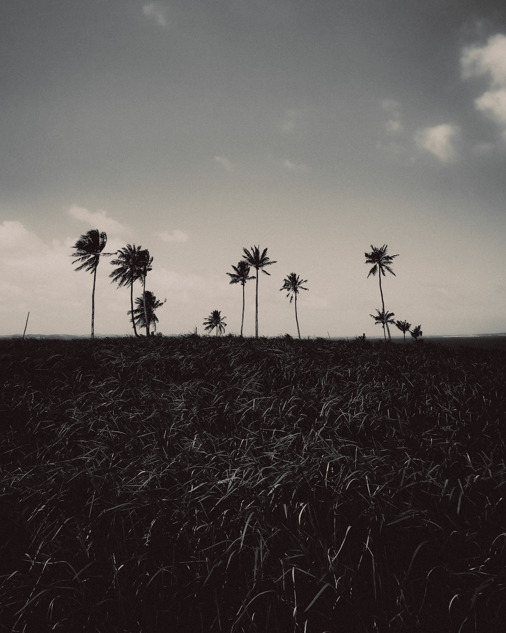 A moody black and white photo of palm trees against a clear horizon, Corregidor Island, Surigao del Norte, Philippines, March 2019, Huawei Mate 20 Pro.