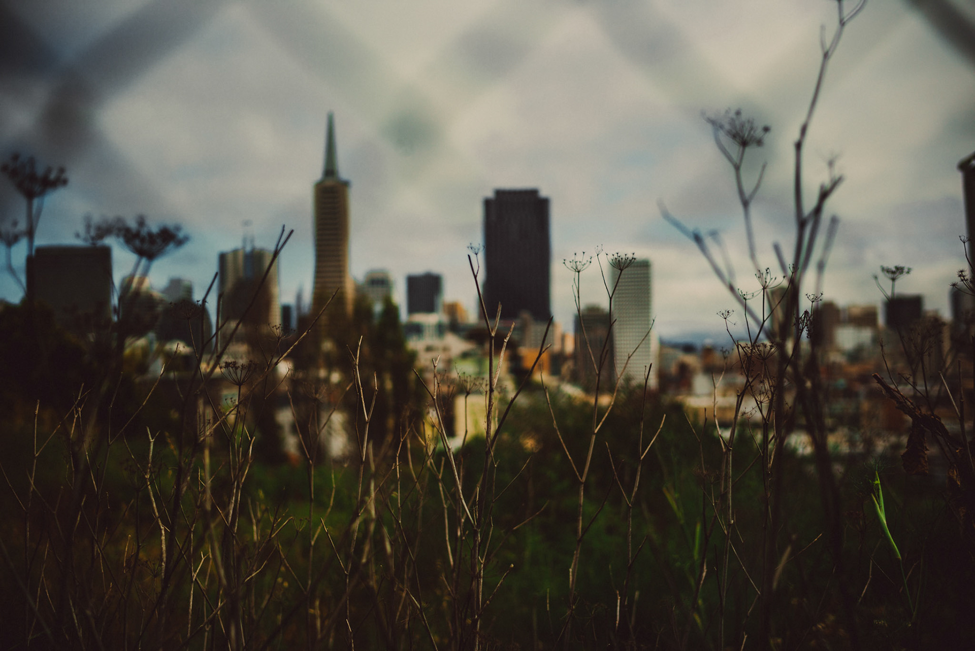 Business District skyline from the Filbert Steps, San Francisco, California, USA, June 2016, Leica M.