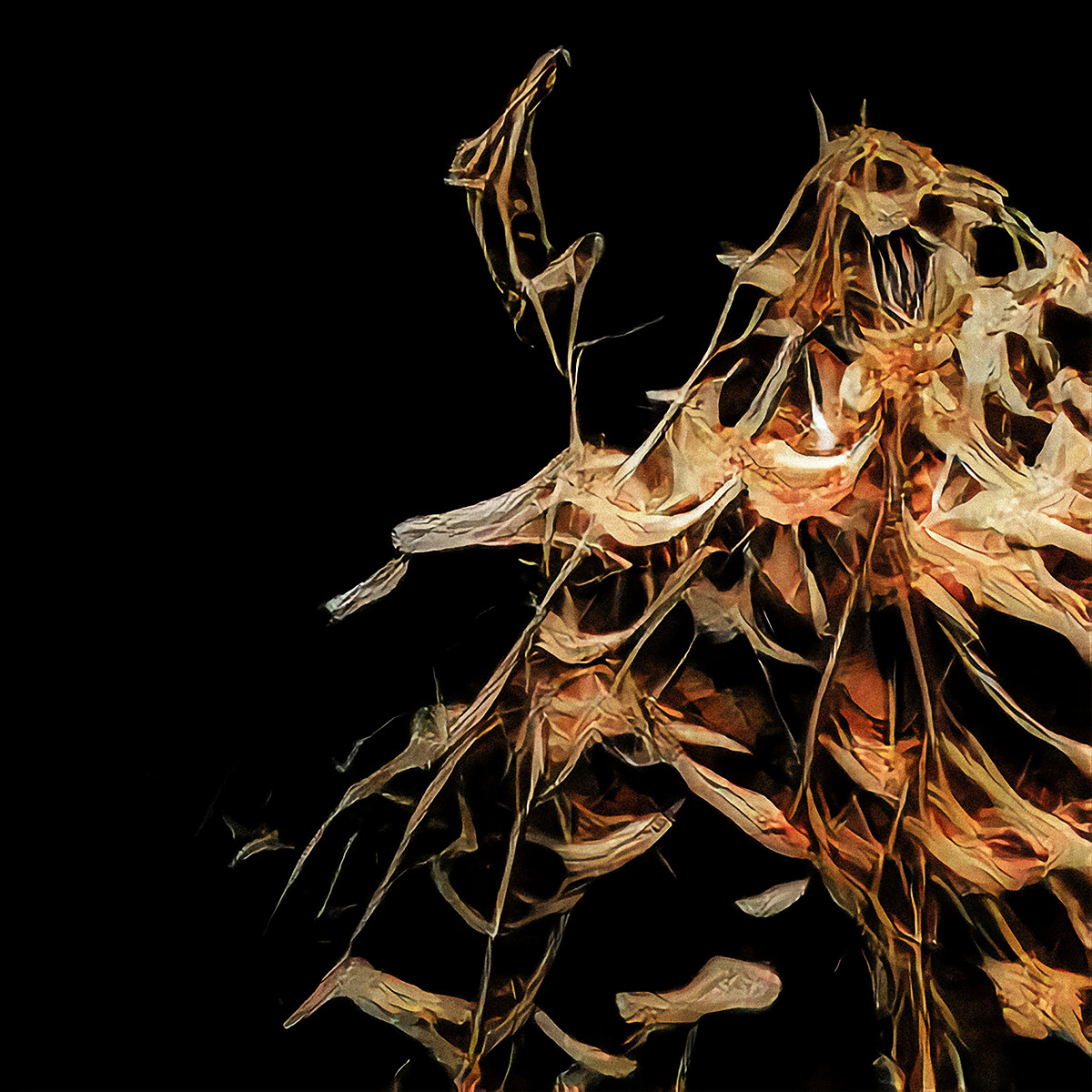 Lyrata Quadrifolia, "Gold Ablent"