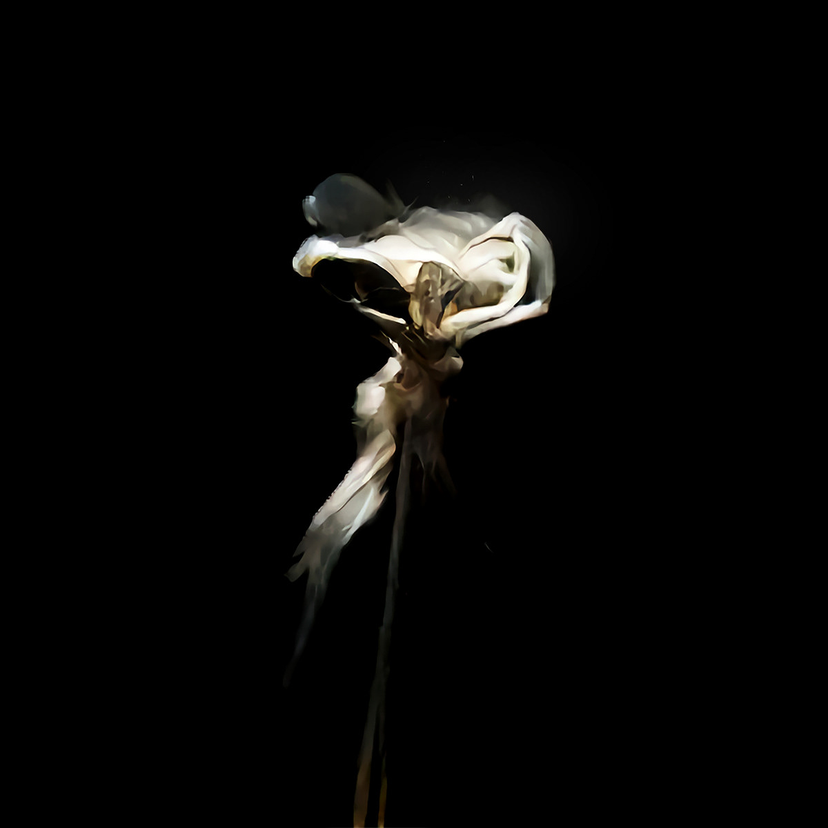 Adlimiscus, "Silver Lace"