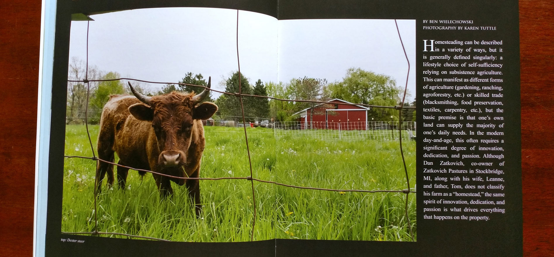 Magazine article with photo of a cow standing in a field
