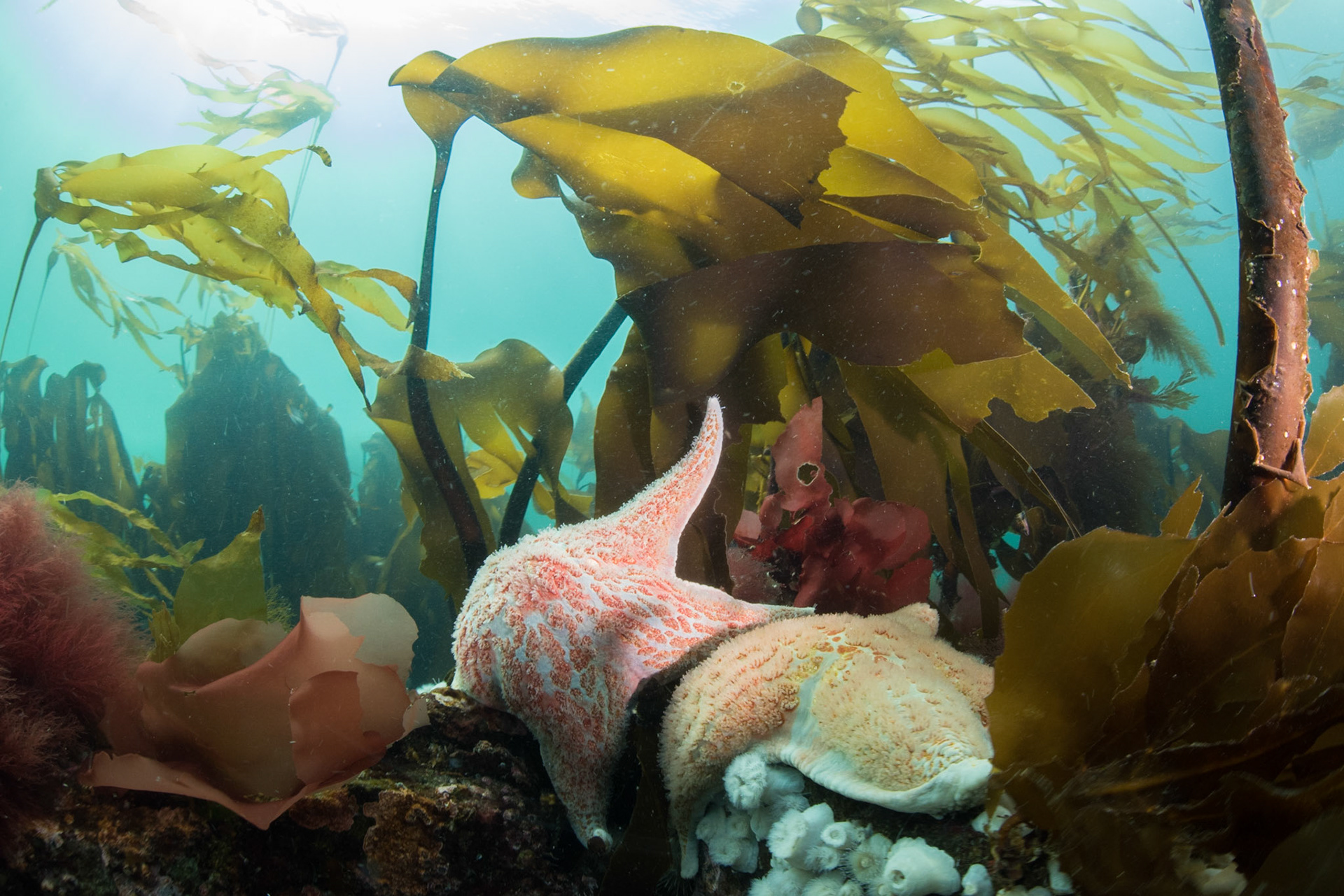 Sea Stars & Kelp, Hurst Island, BC