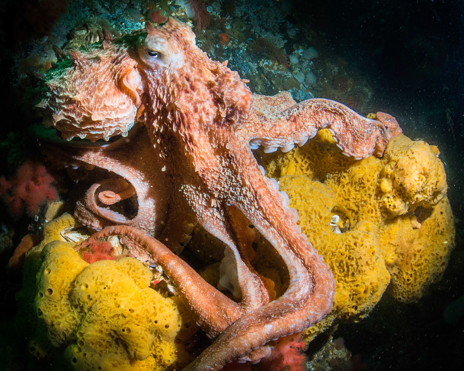 Giant Pacific Octopus, Hurst Island, BC