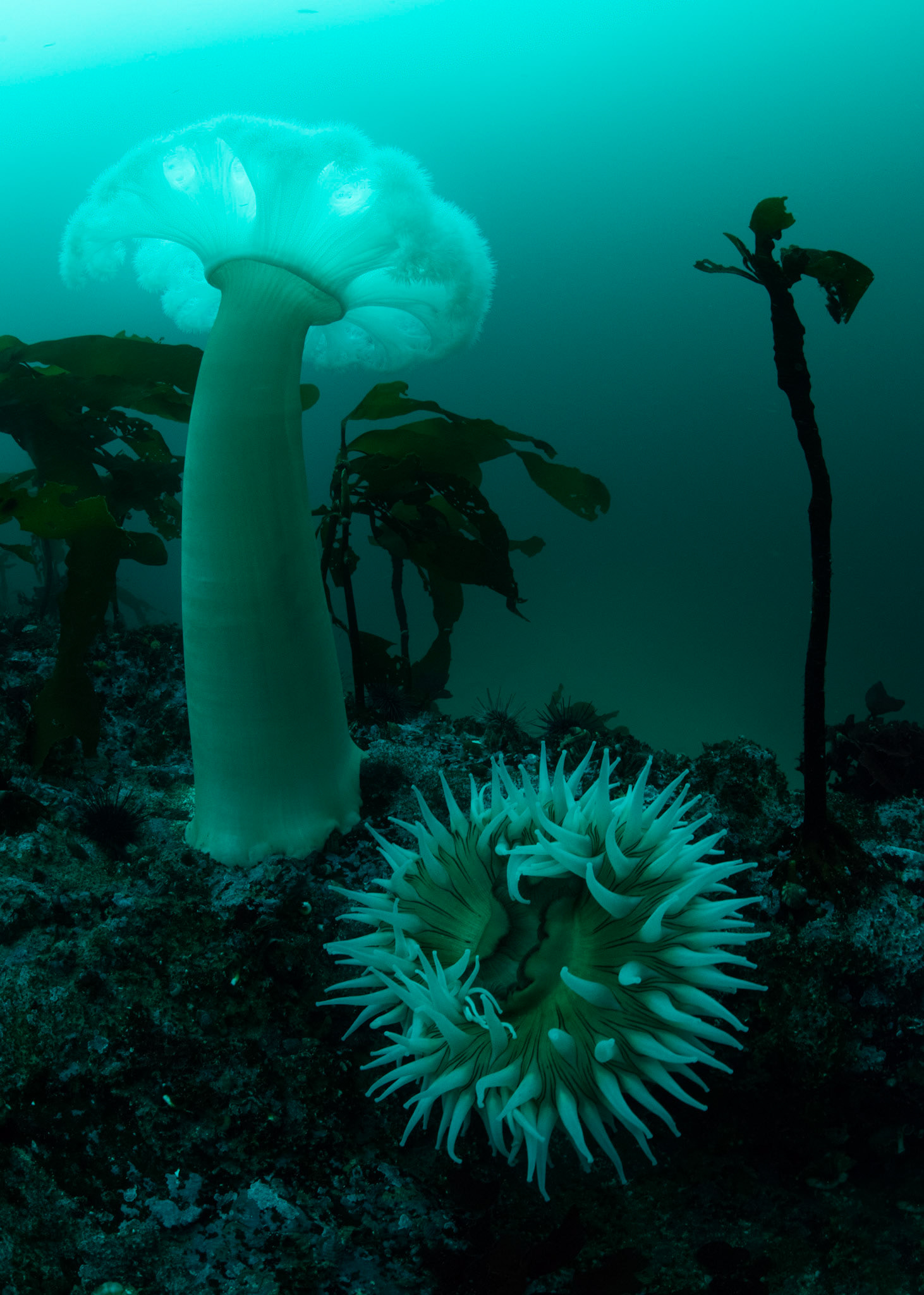 Metridium & Anemone, Hurst Island, BC