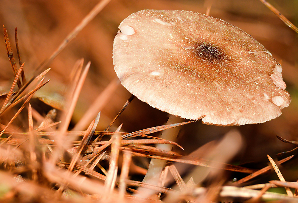 Texas Wild Mushroom Photo