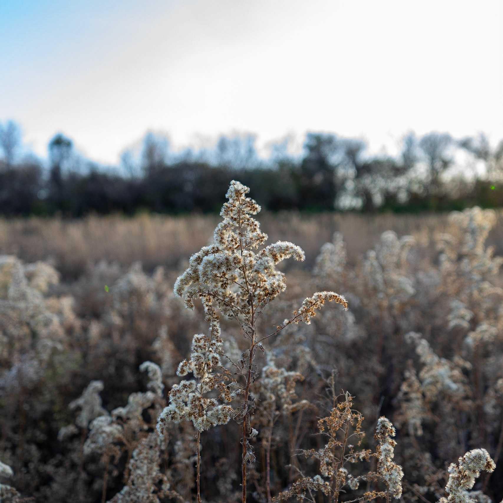 MO - Fall Field Glow 