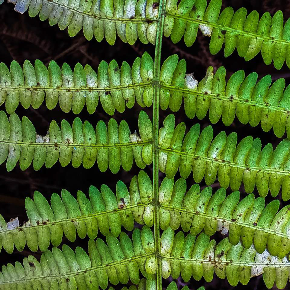 Fern