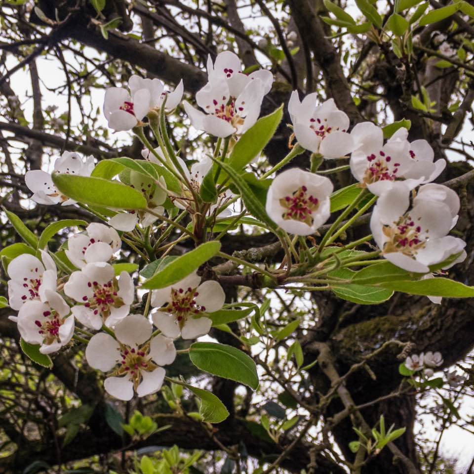 Pear Blossom