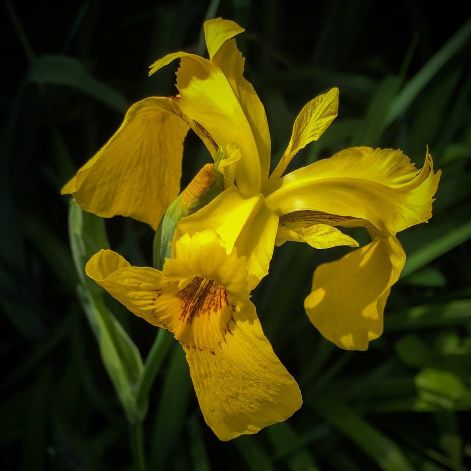 Yellow Iris