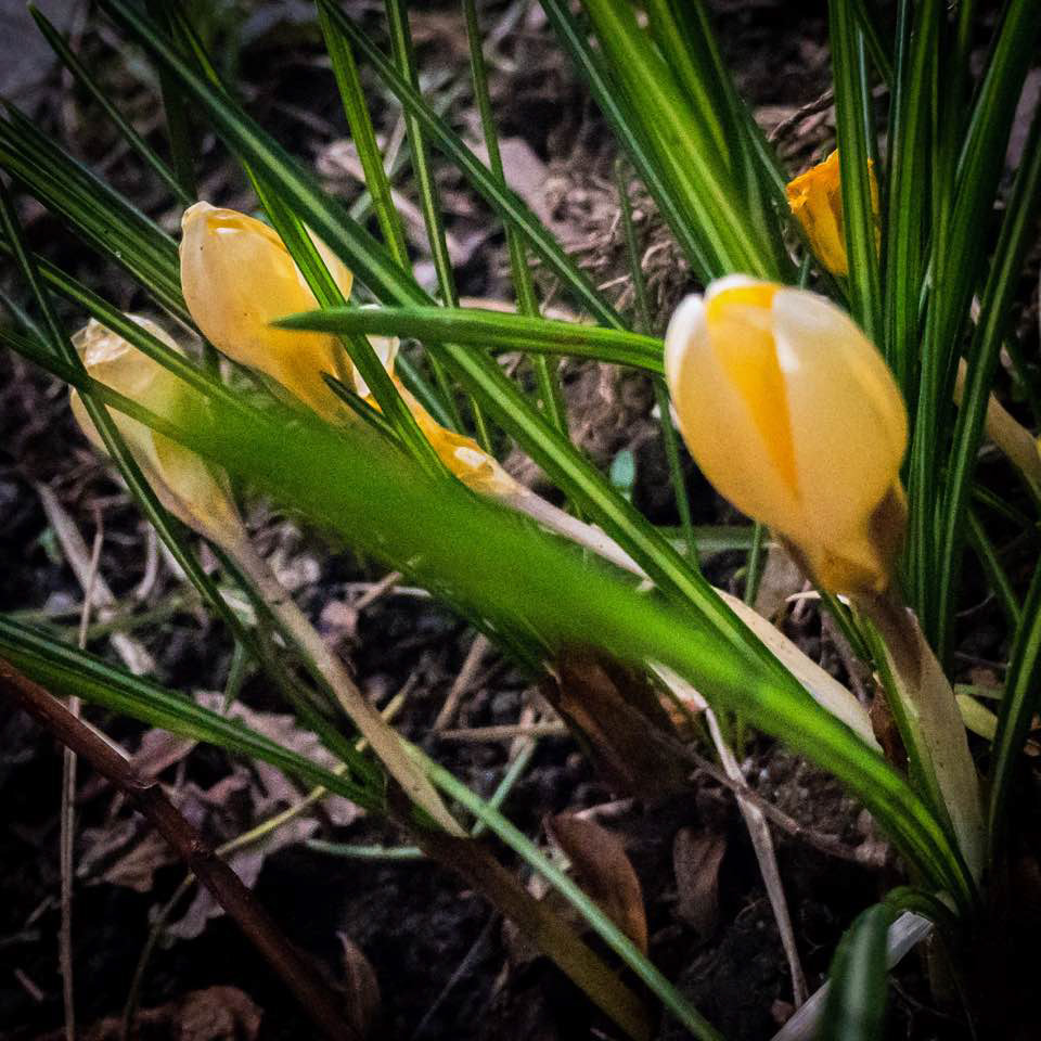 Crocus
