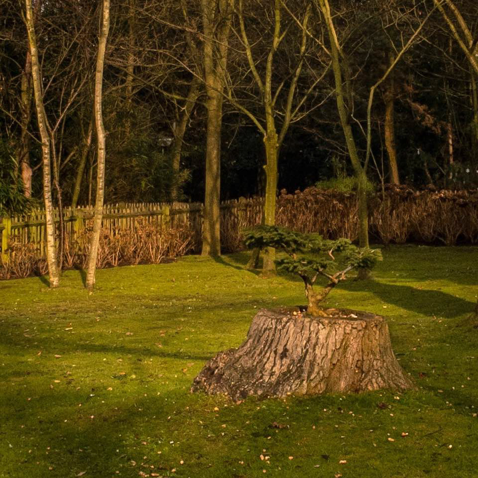 Bonsia, Holland Park