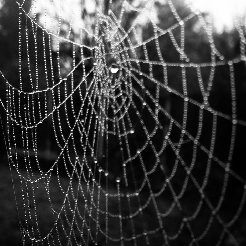 Cobweb Dew