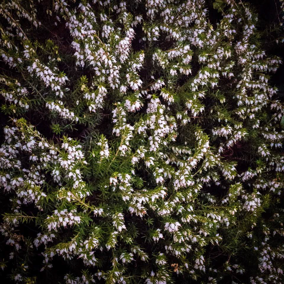 White Heather
