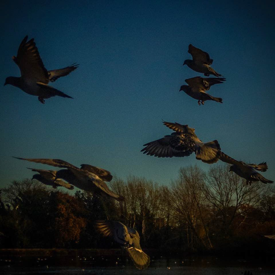 Snaresbrook Rock Pigeons