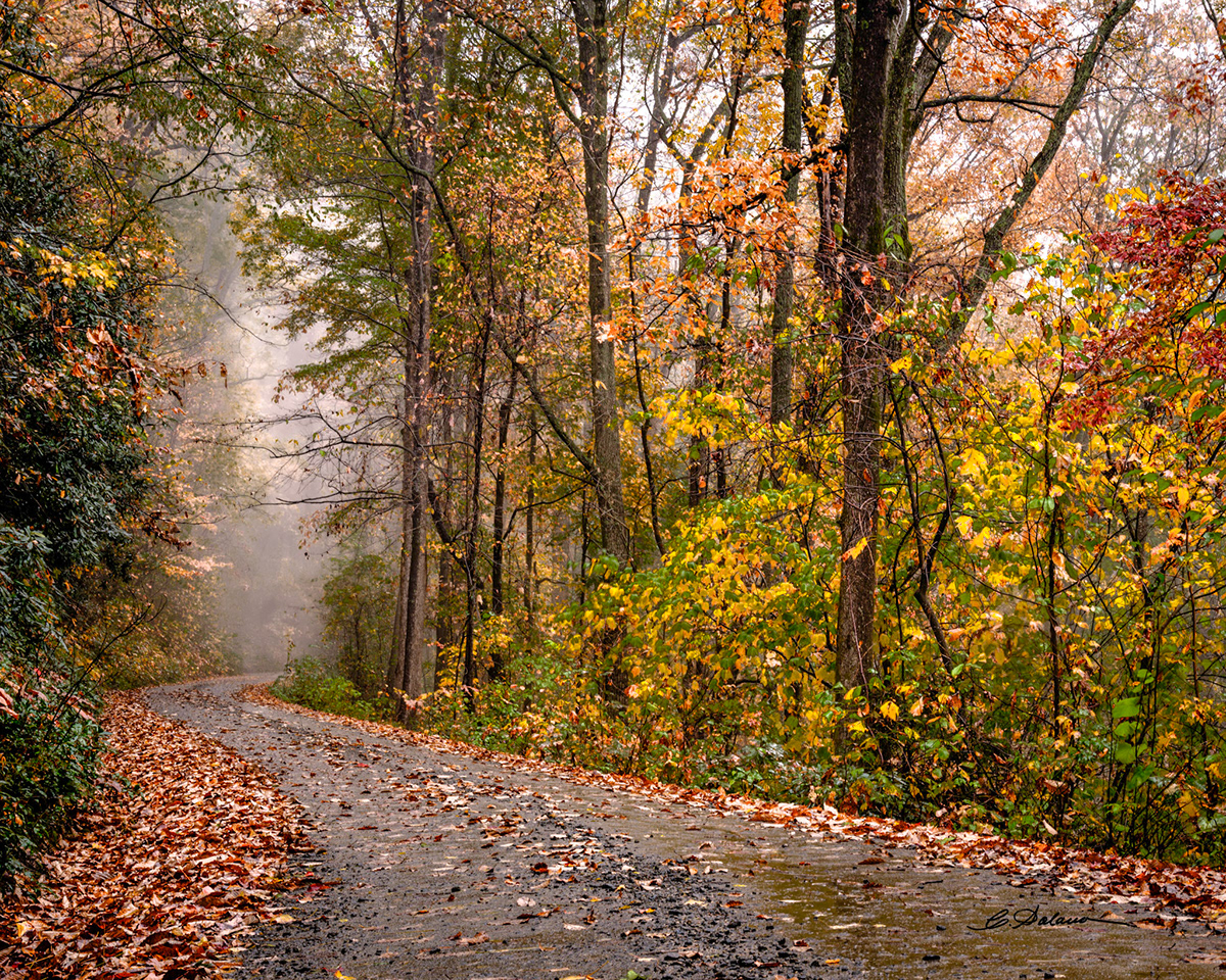 Pisgah National Forest