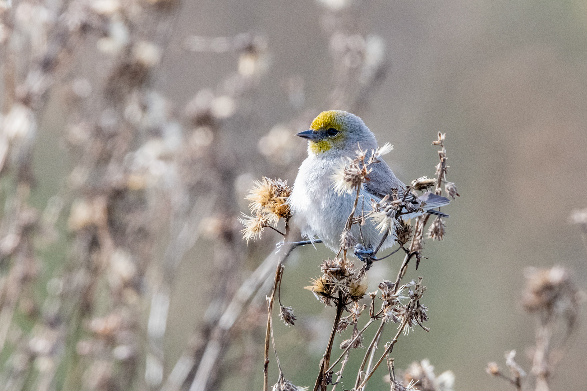 Verdin