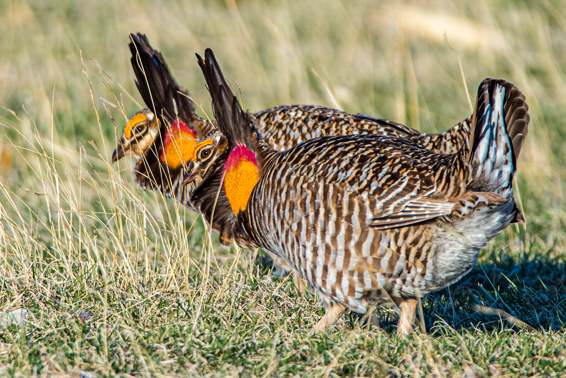 Greater Prairie-Chicken