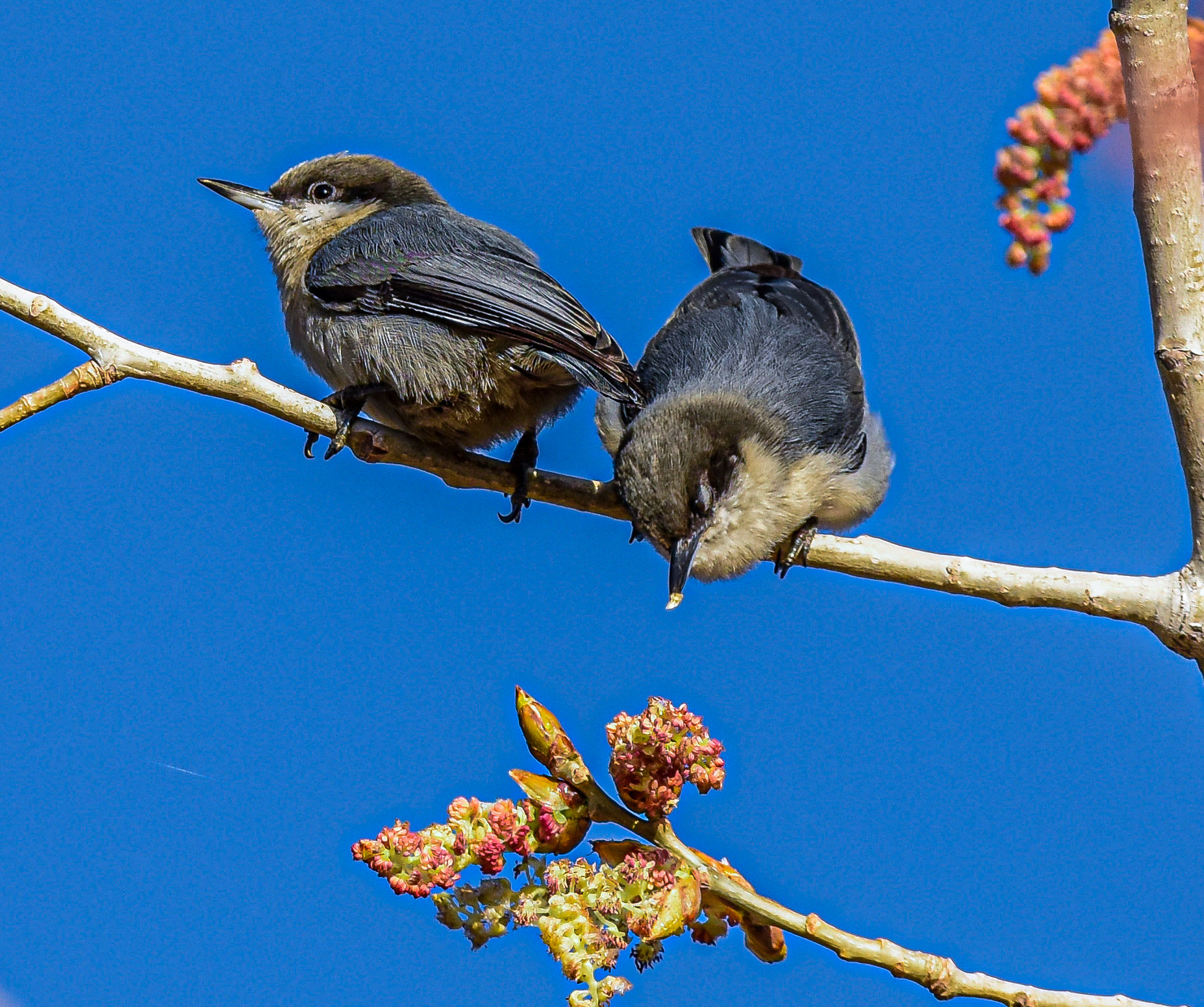 Pygmy Nuthatch