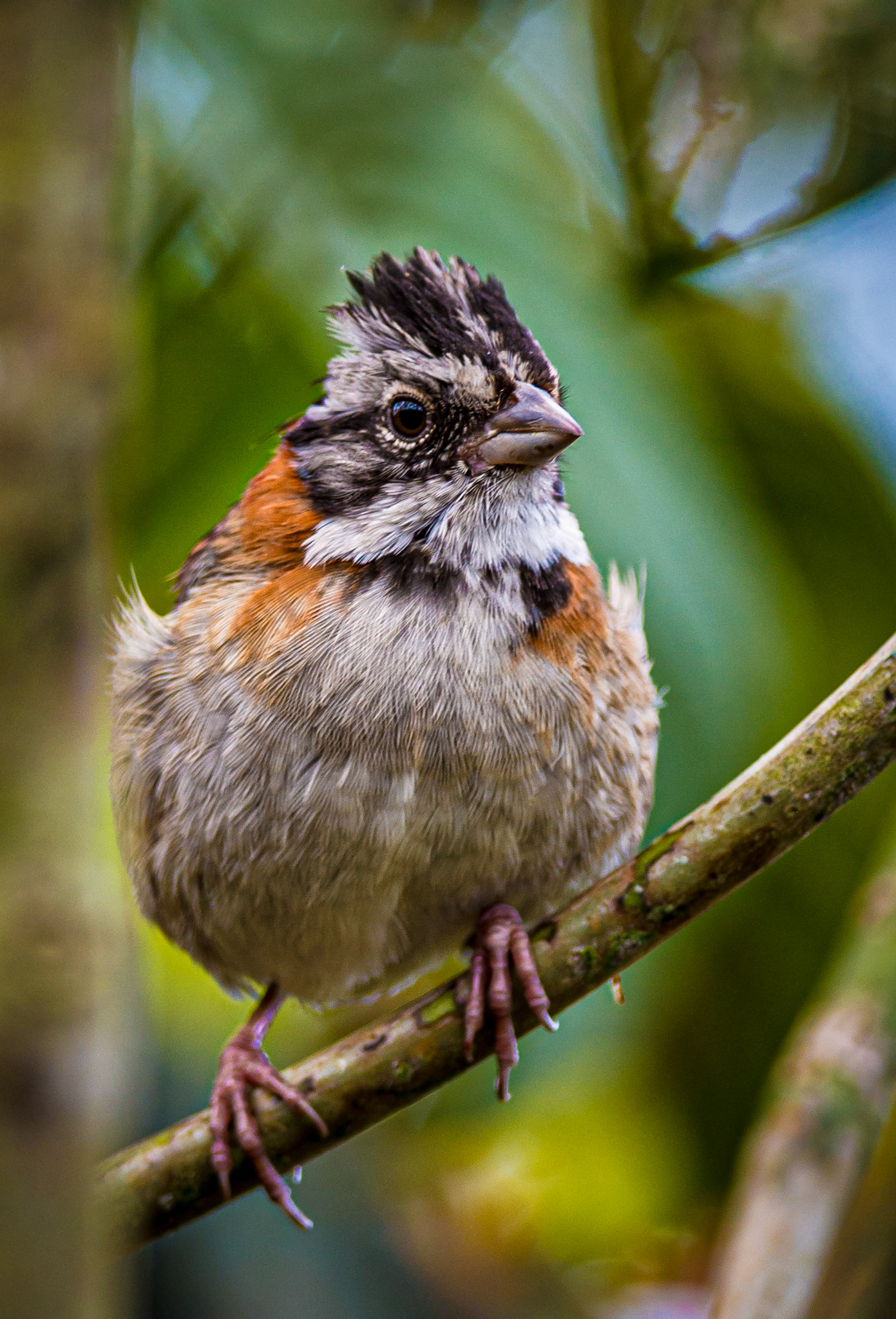 Rufus-Collared Sparrow