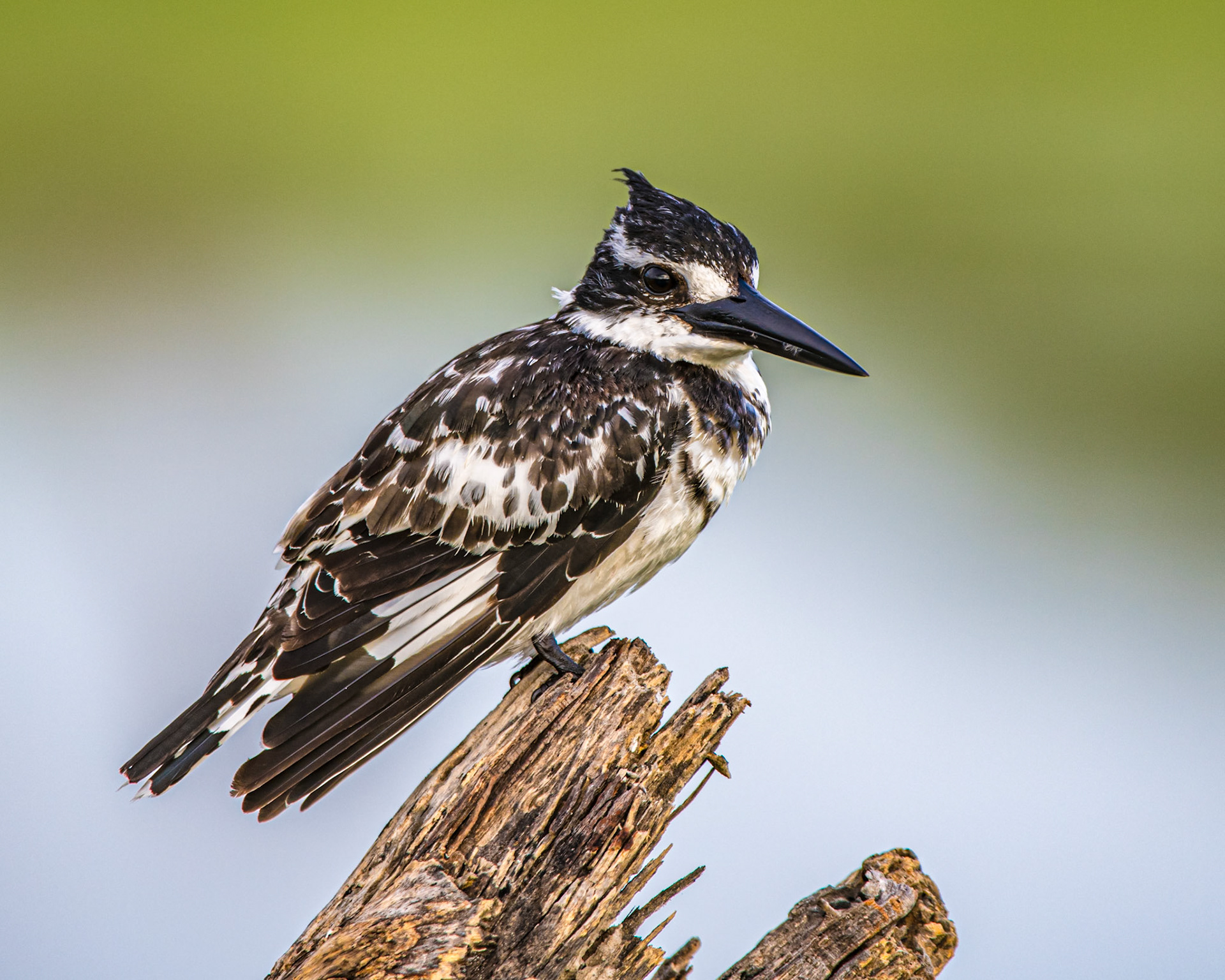 Pied Kingfisher