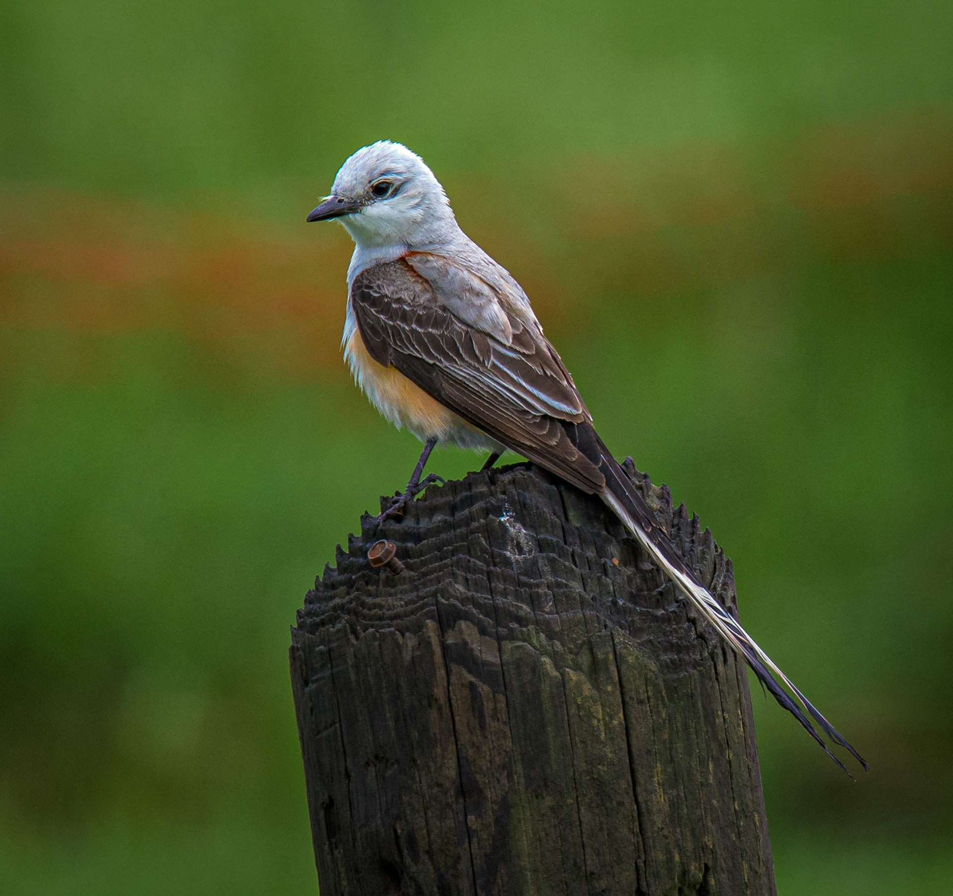 Scissor-Tailed Flycatcher