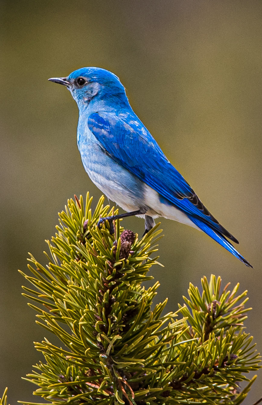 Mountain Bluebird
