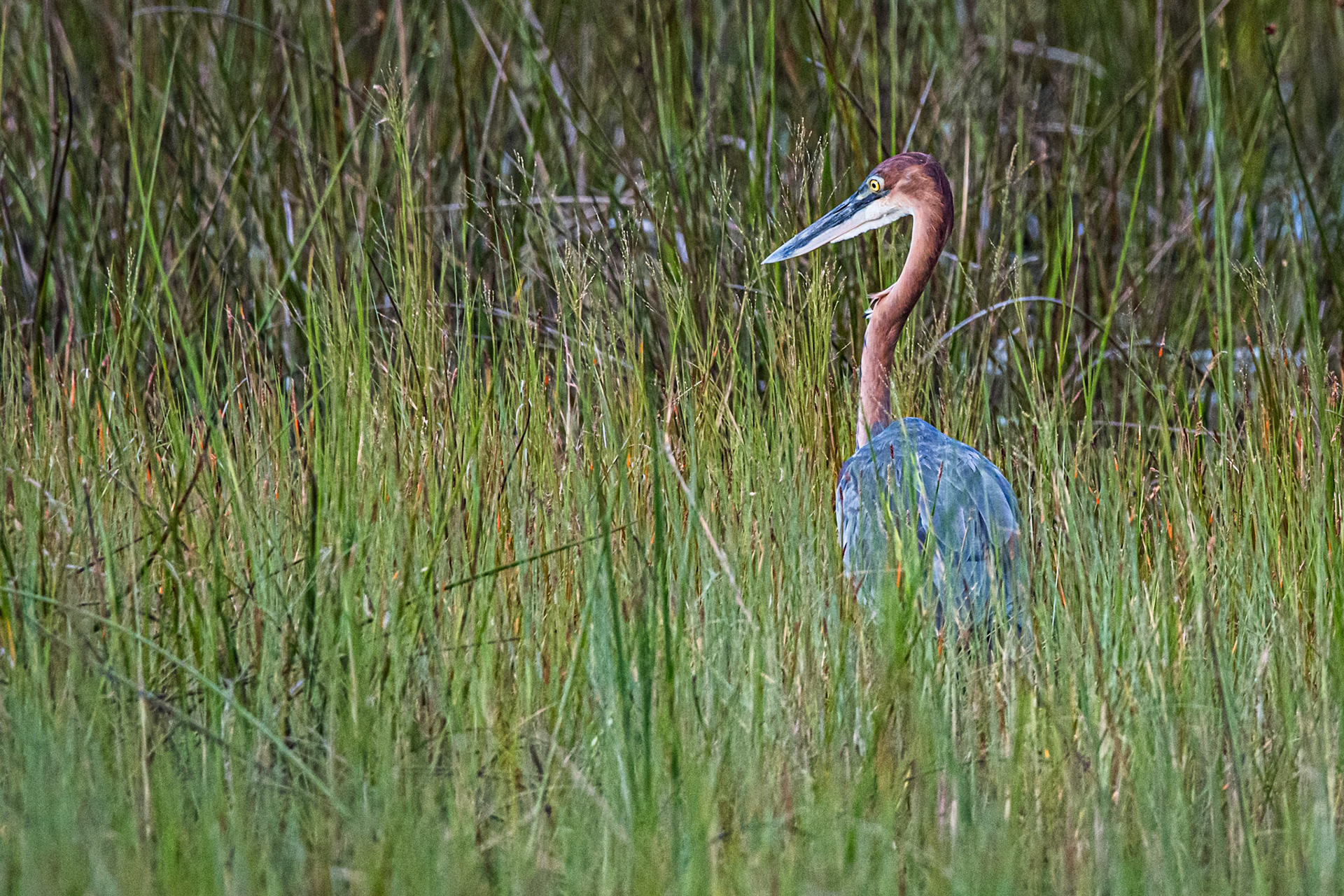 Goliath Heron