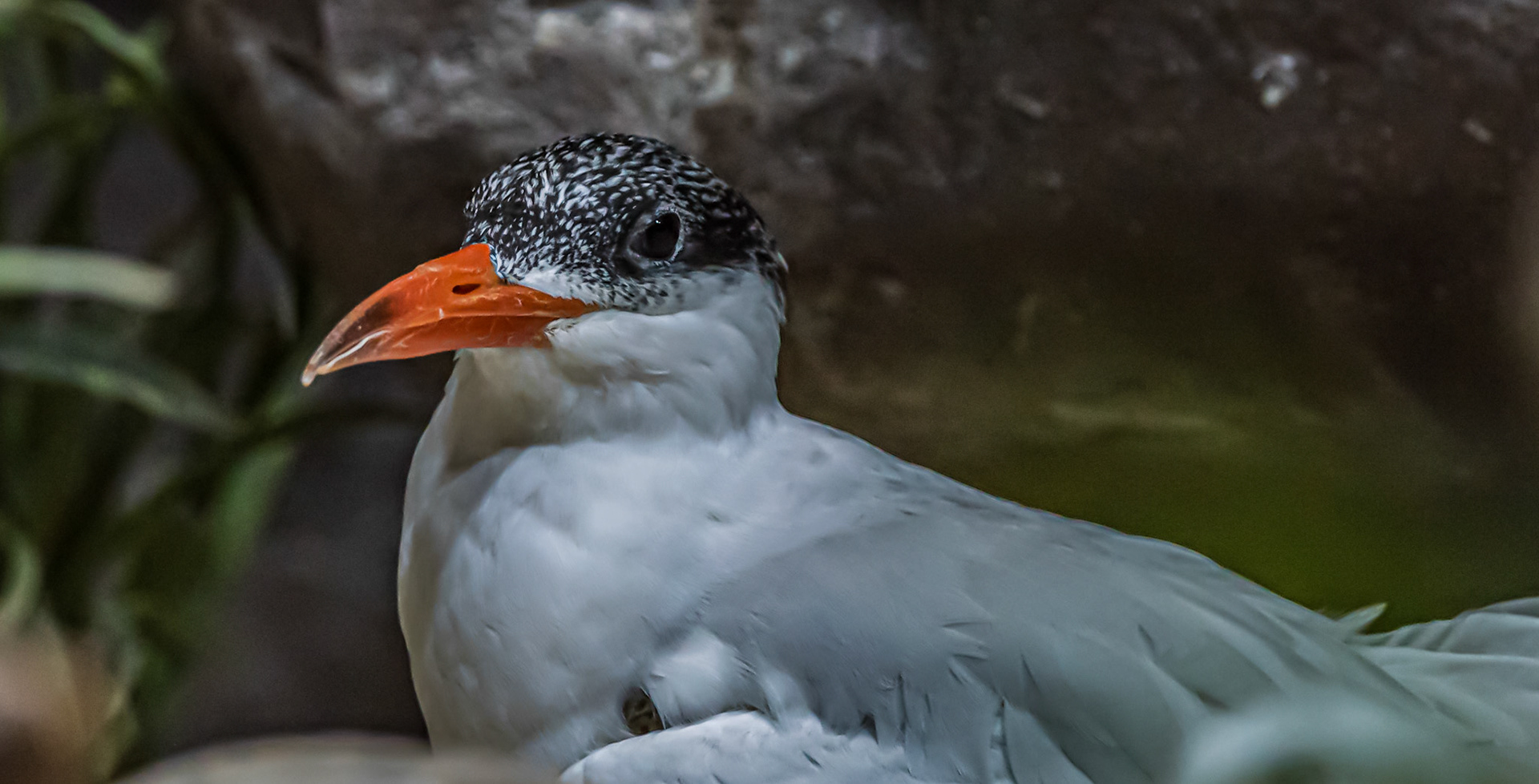 Caspian Tern