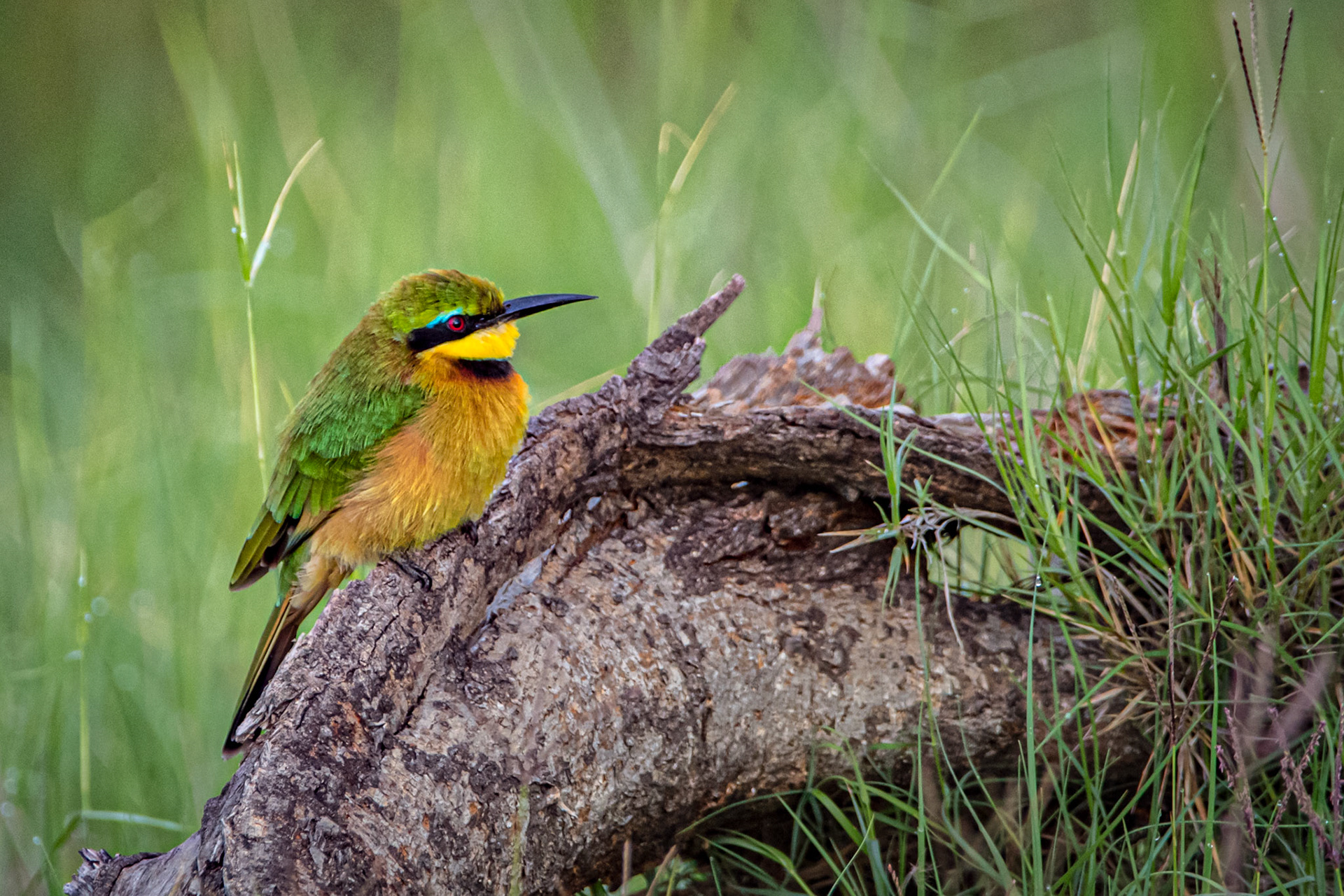 Little Bee-Eater