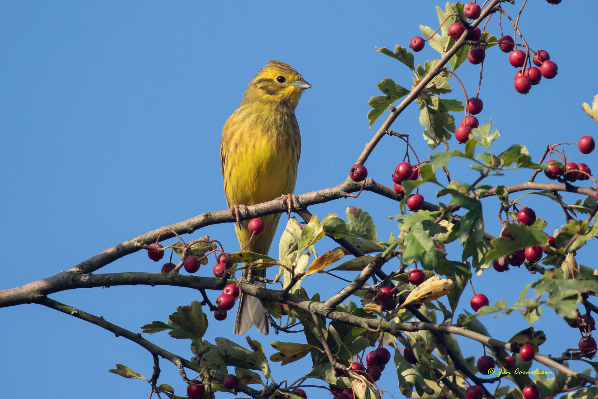 Geelgors Yellowhammer - Emberiza citrinella (Bocholt, B)