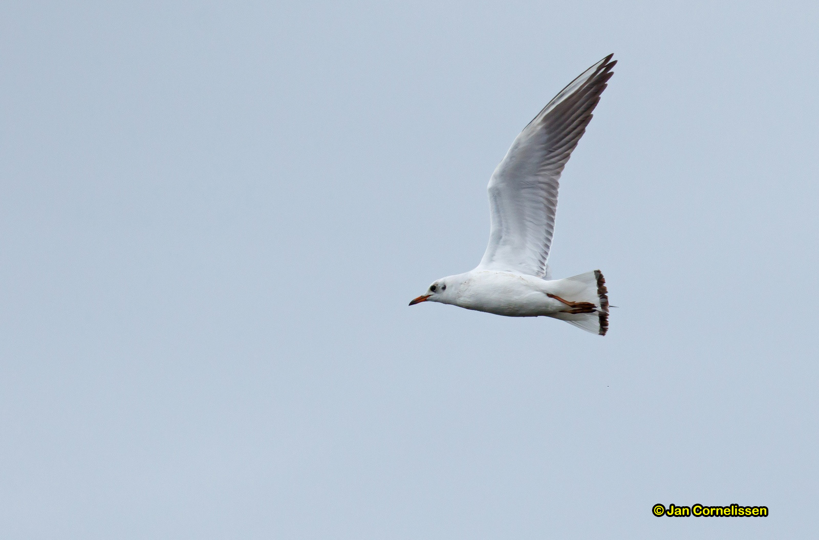 Dunbekmeeuw -Slender-billed Gull Larus genei