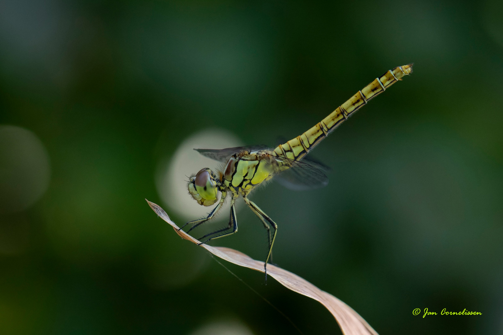 Steenrode heidelibel ♀ - Sympetrum vulgatum (Pelt, B)