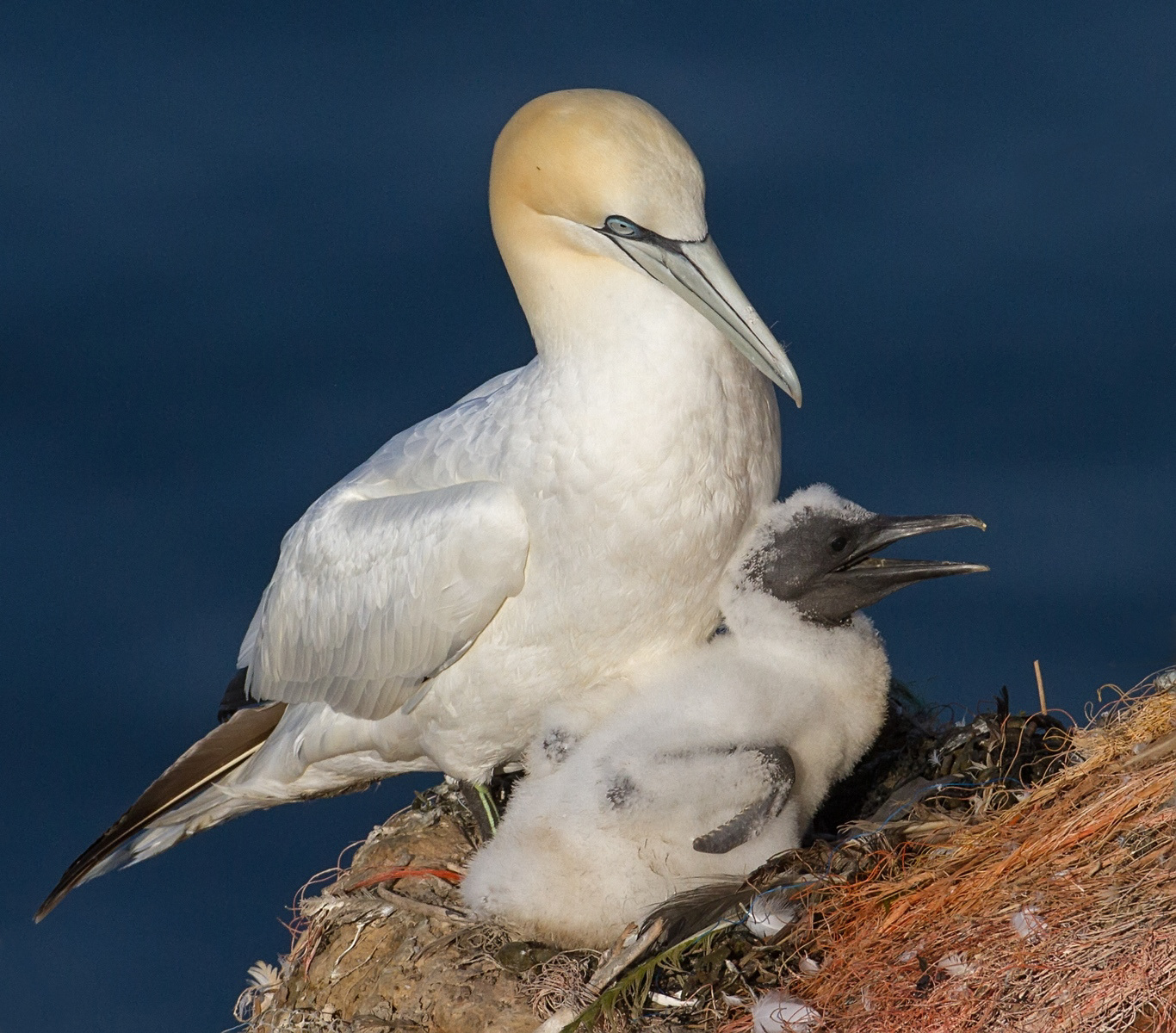 Jan-van-Genten - Gannet - Morus bassanus