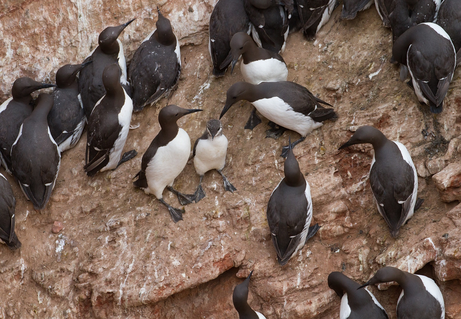 Zeekoeten - Guillemot - Uria aalge