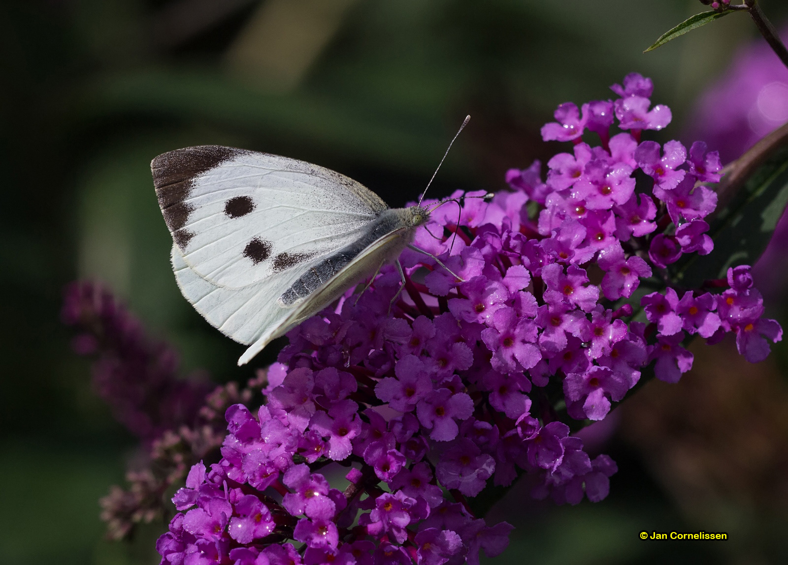 Groot koolwitje - Pieris brassicae (Pelt, B) 2013